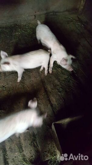 Поросята-1,5 мес, тёлка 1,5 года