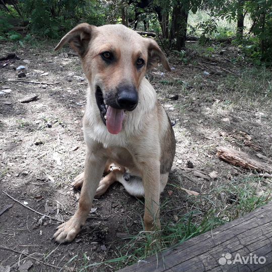 Щенки подростки в дар