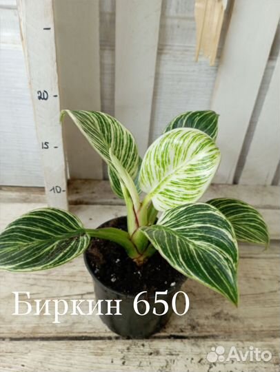 Комнатные цветы растение филодендрон Биркин