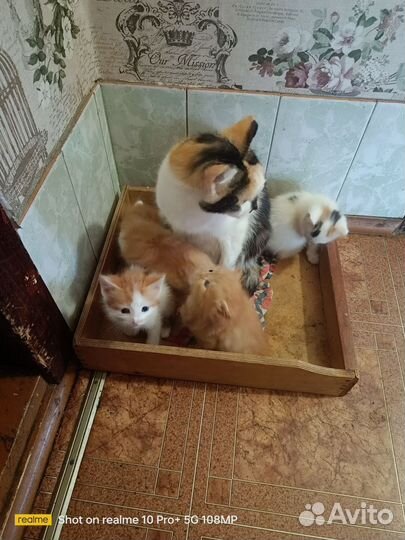 Кошка