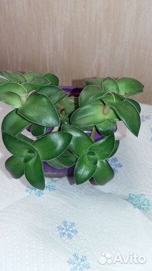 Пестролистные крассулы и другие сорта