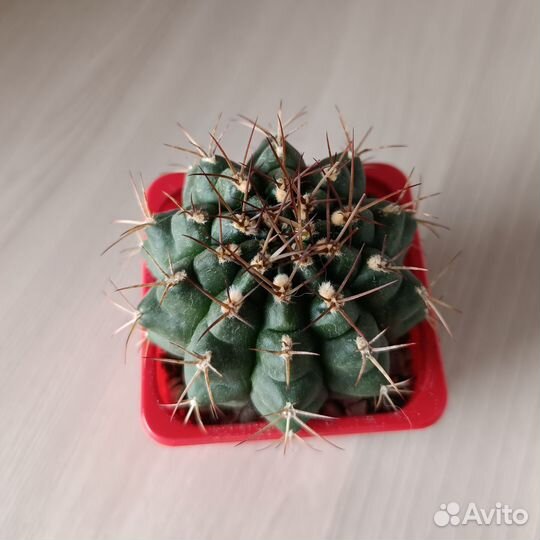 Кактусы