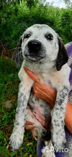 Щенок-девочка в добрые руки