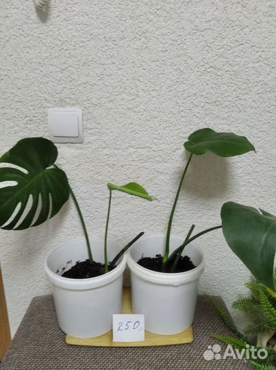 Комнатные цветы Монстера