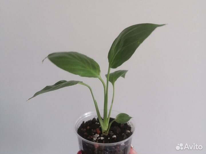 Спатифиллум мун шадоу мраморный