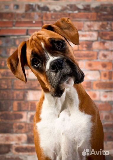 Услуги кинолога