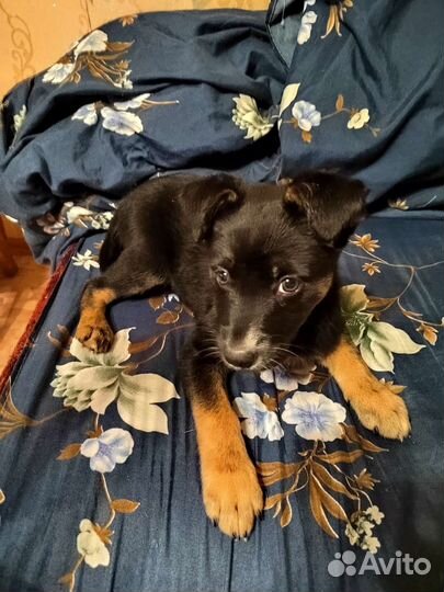 Отдам щенков в добрые руки бесплатно