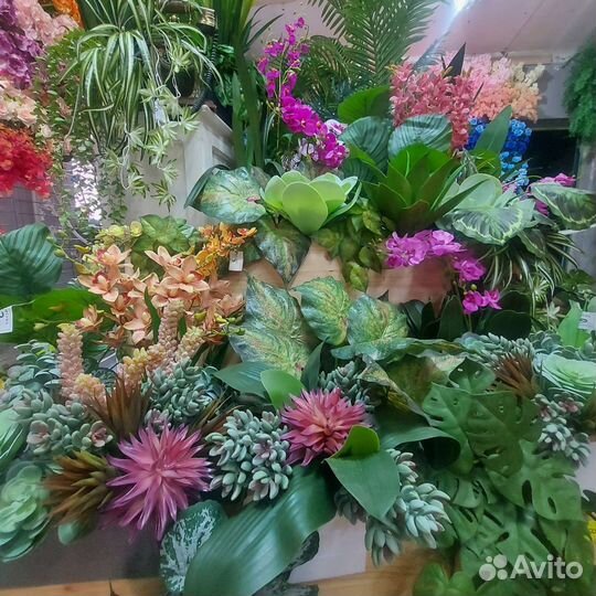 Кактусы и суккуленты