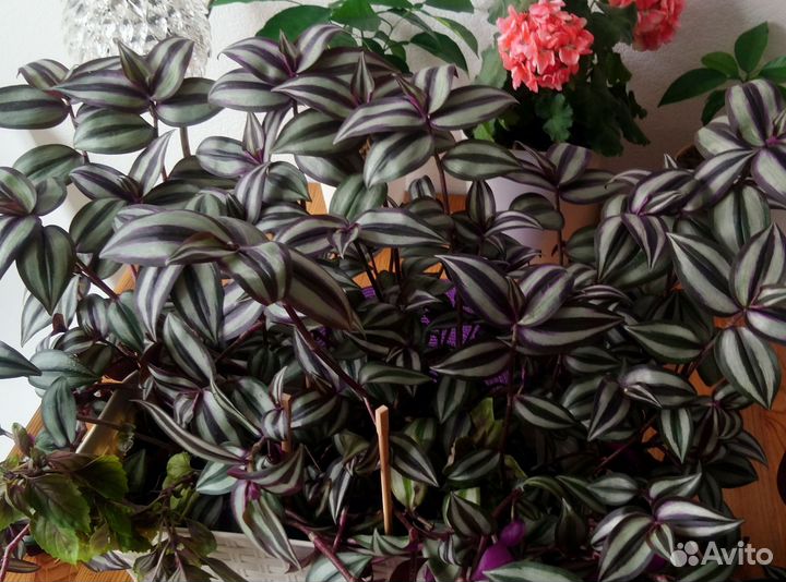 Традесканция зебрина