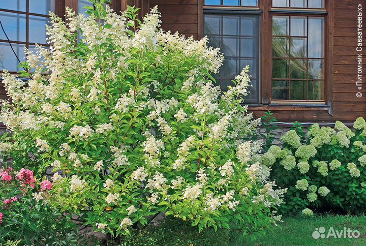 Гортензия метельчатая Кьюшу (предзаказ)