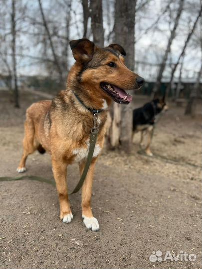 Лобзик ищет теплый дом