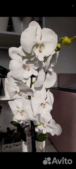 Орхидеи Фаленопсисы