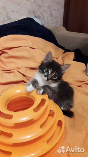 Котята в добрые руки бесплатно