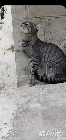 Ищем дом бездомным