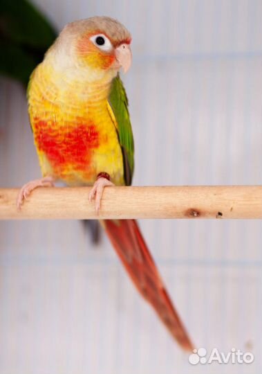 Пиррура Pineapple птенцы