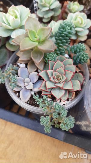 Суккуленты 6