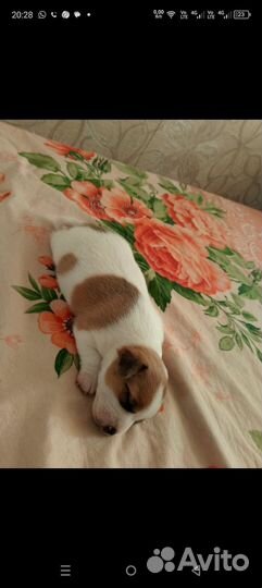 Меленькие очаровашки