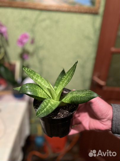 Комнатные растения цветы