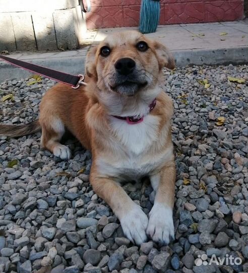 Маленькая собачка,молодая 1год,стерилизована