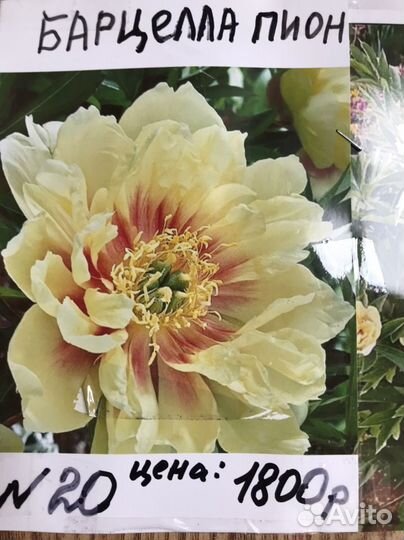 Корни пионов