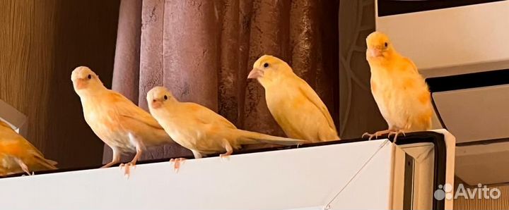 Канарейки певчие птицы