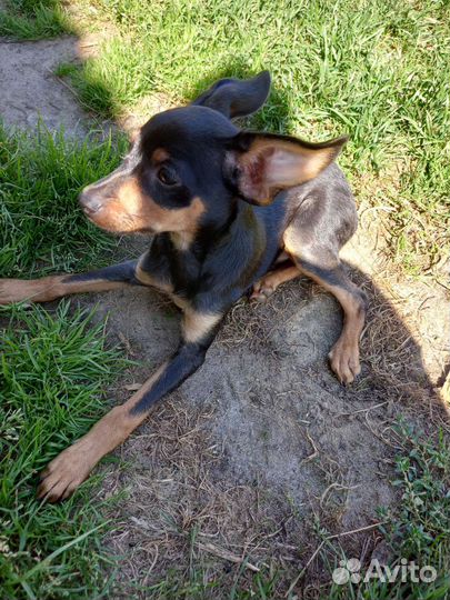 Той-терьер щенок