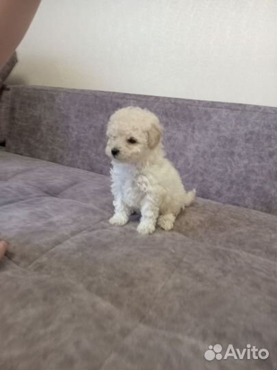 Щенки той пуделя