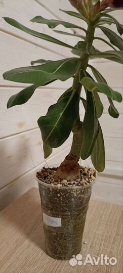 Цветущий адениум, сорт черри