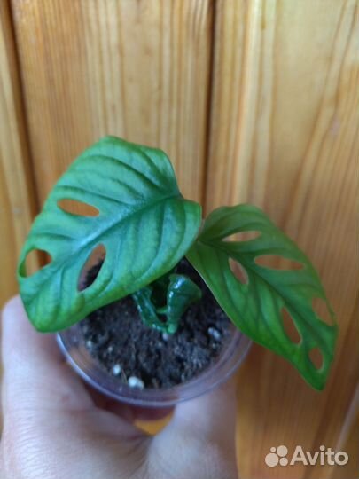 Монстера манки маск