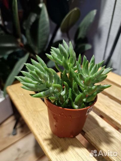 Молодило, суккуленты