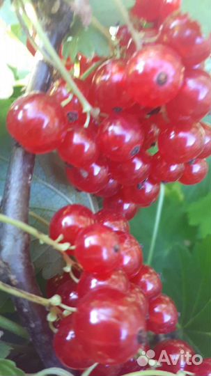 Красная смородина саженцы