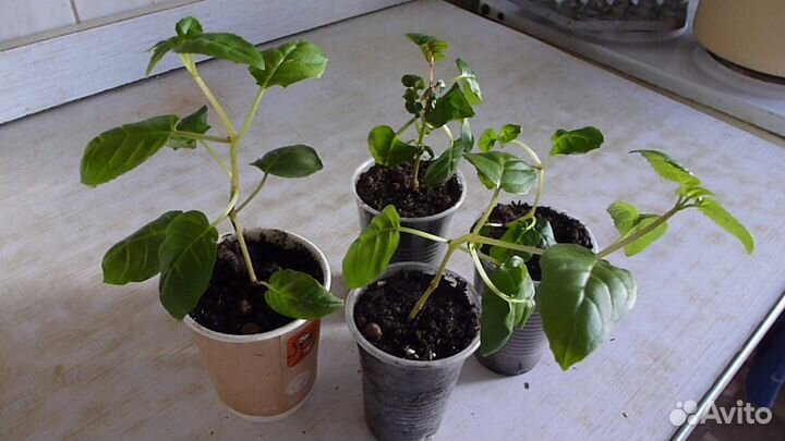 Рассада цветов Ванька мокрый, Каланхоэ, Алоэ