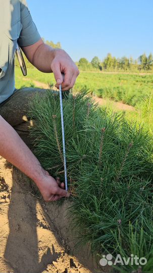 Саженцы сосны обыкновенной окс