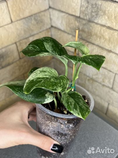 Сциндапсус treubii moonlight marble var