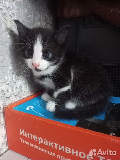 Отдам в добрые руки котят. Две девочки и мальчик