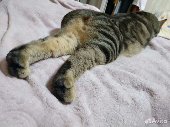 Ласковый котик