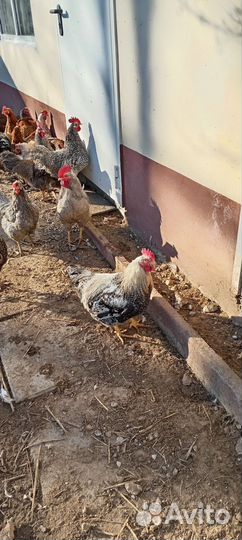 Молодые петухи