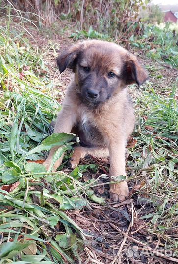 Щенок в добрые руки