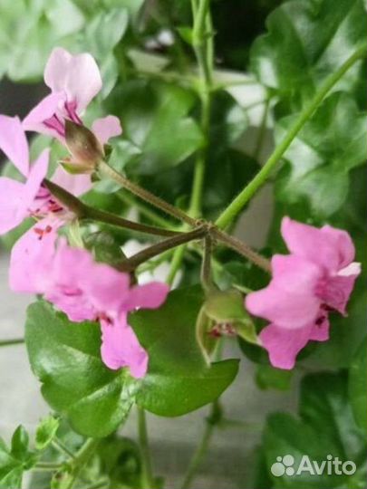Герань пеларгония плющелистная
