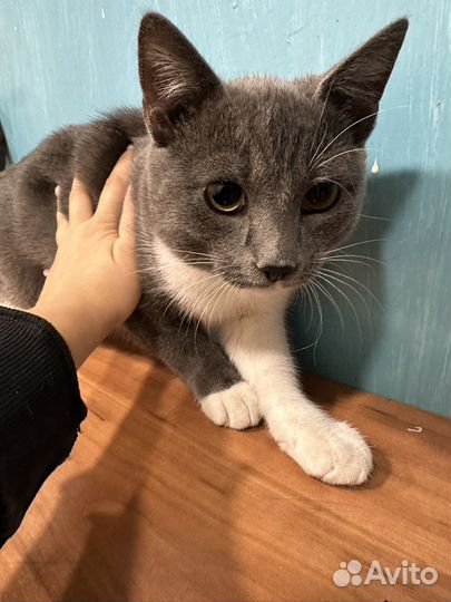 Котик в добрые руки