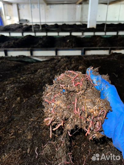 Калифорнийские черви для переработки отходов