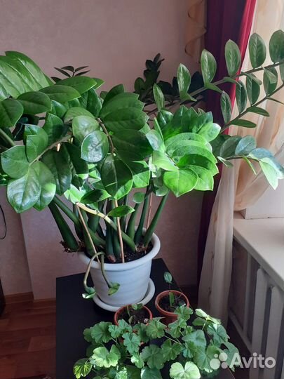 Замиокулькас