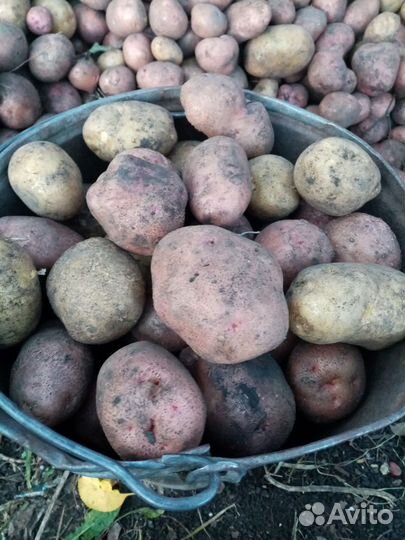 Продам картофель