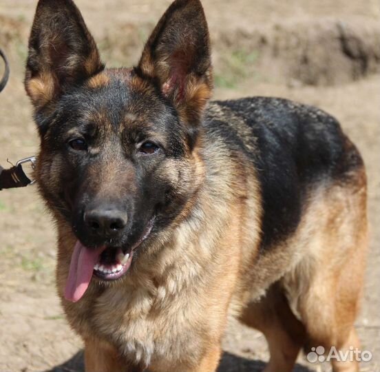 Немецкая овчарка