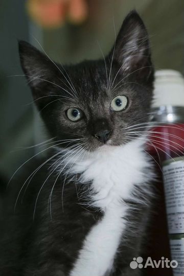 Котенок мальчик 3 мес