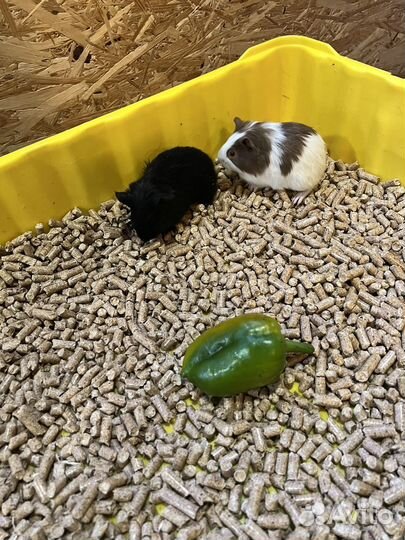 Морская свинка