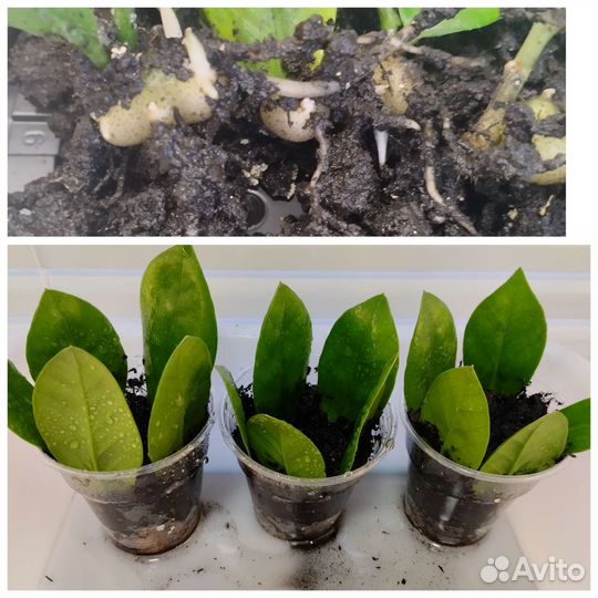 Замиакулькас комнатные растения долларовое дерево