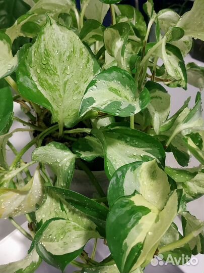 Эпипремнумы (сциндапсусы) хеппи лив, н-джой и др