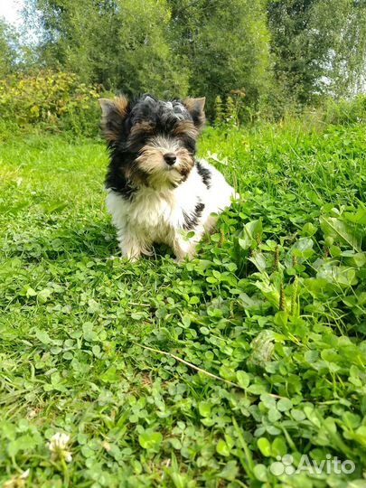 Очаровашка и красавчик