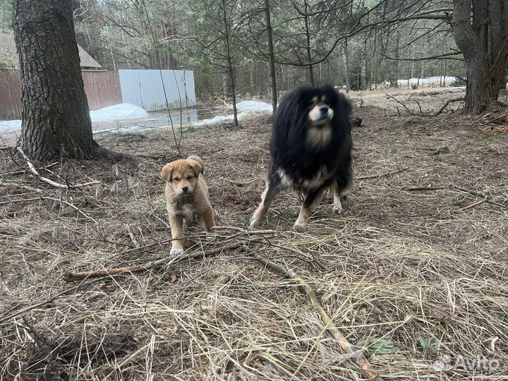 Метис тибетского мастифа